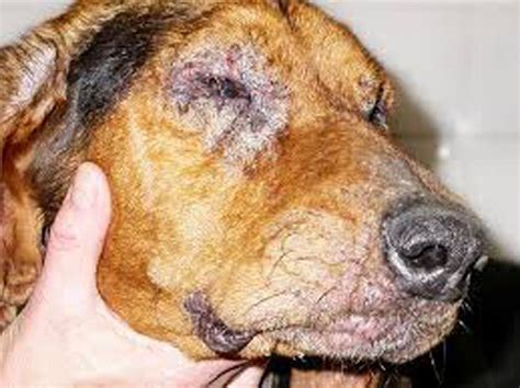 leishmaniose canina sintomas